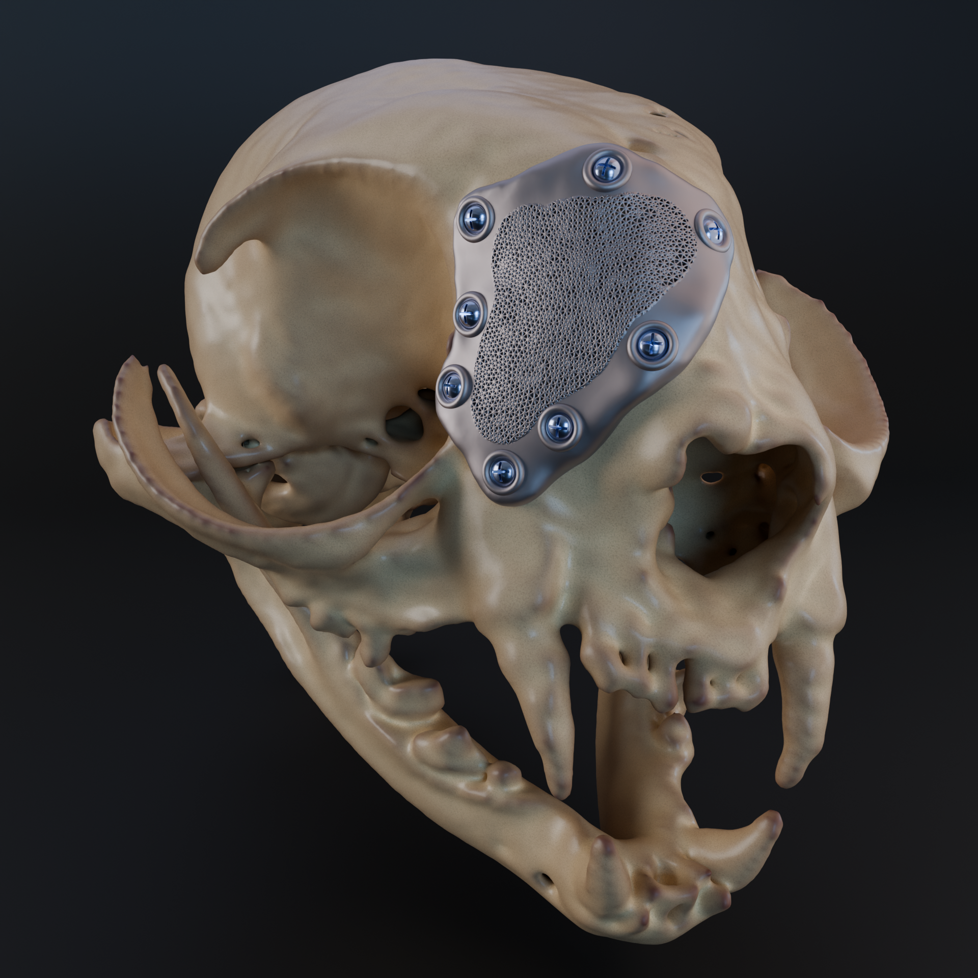 Titanium cranial patch implant fitted to a companion animal skull model
